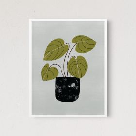 Peperomia (Pack of 1)